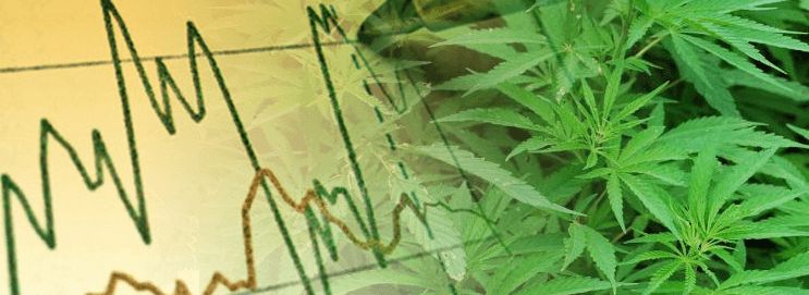 Os preços das acções dos produtores de canábis vão descer