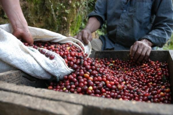 Il caffè recupera dopo aver toccato i minimi dal 2005