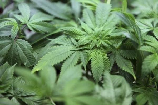 Aurora Cannabis distribuirà marijuana terapeutica in Germania