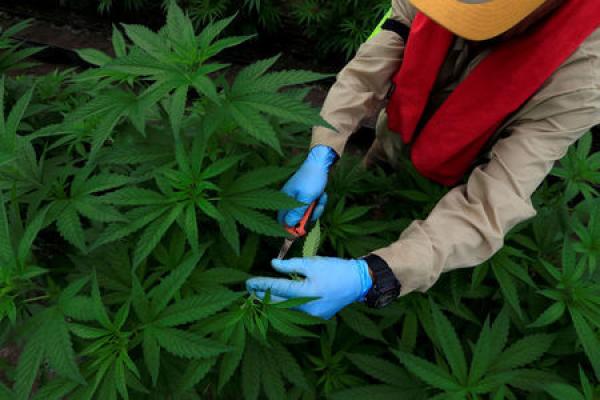 GW Pharmaceuticals-Aktie springt nach neuer Umsatzprognose hoch