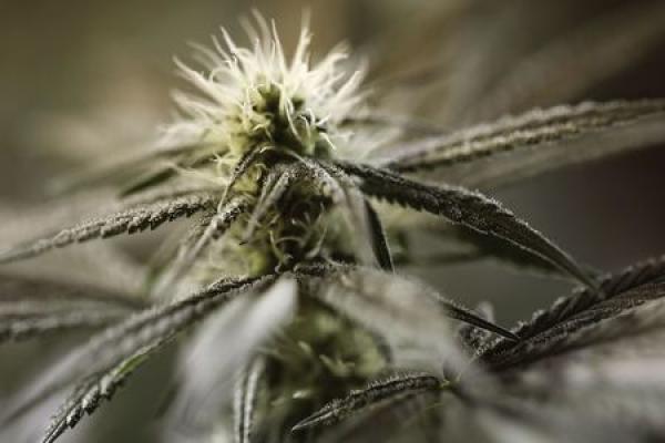 Canopy Growth Quartalszahlen: Gewinnerwartung und Umsatzprognose im Q2 verfehlt