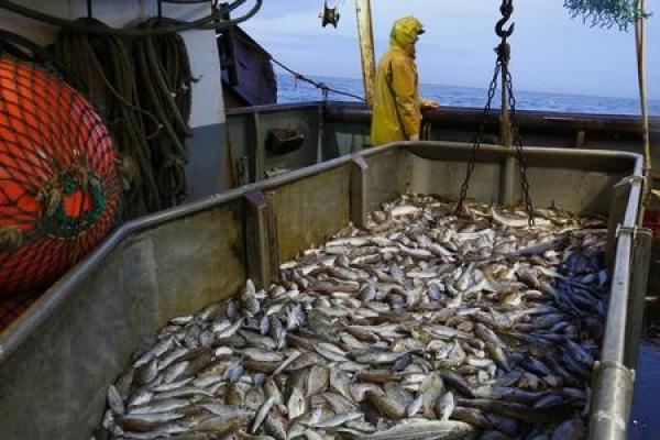 De salmones a residencias para mayores: 5 ideas para invertir en ‘value’