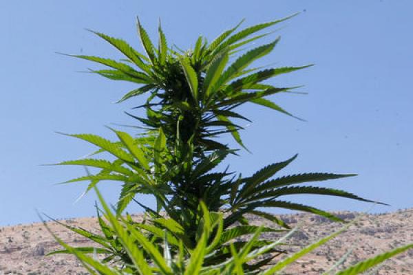 Canopy Growth Quartalszahlen: Gewinnerwartung verfehlt, Umsatzprognose übertroffen im Q1