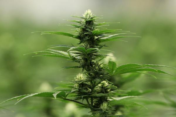 Quebec Marijuana Shops Post C$71 Million in Sales, Expect to Be Profitable