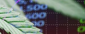 cannabis-stock
