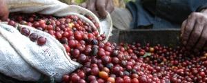 Il caffè recupera dopo aver toccato i minimi dal 2005