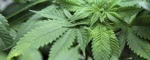 Aurora Cannabis distribuirà marijuana terapeutica in Germania