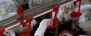 Chicken Producers Under Fire as Pilgrims Pride CEO Charged With Price Fixing