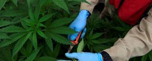 GW Pharmaceuticals-Aktie springt nach neuer Umsatzprognose hoch