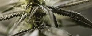 Canopy Growth Quartalszahlen: Gewinnerwartung und Umsatzprognose im Q2 verfehlt