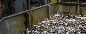 De salmones a residencias para mayores: 5 ideas para invertir en ‘value’