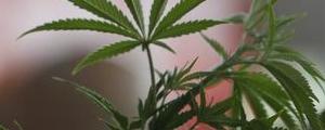 Le marché du Cannabis a gagné 46% en 2019 et devrait plus que tripler d'ici 2025