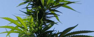 Weed Stocks Burned as Cowen Paints Hazy Outlook