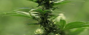 Quebec Marijuana Shops Post C$71 Million in Sales, Expect to Be Profitable