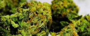 Nach Aphria-Quartalszahlen: Pot-Aktien auf der Überholspur