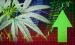 cannabis-stock