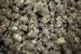 Two New Cannabis Stocks Begin Trading in Canada